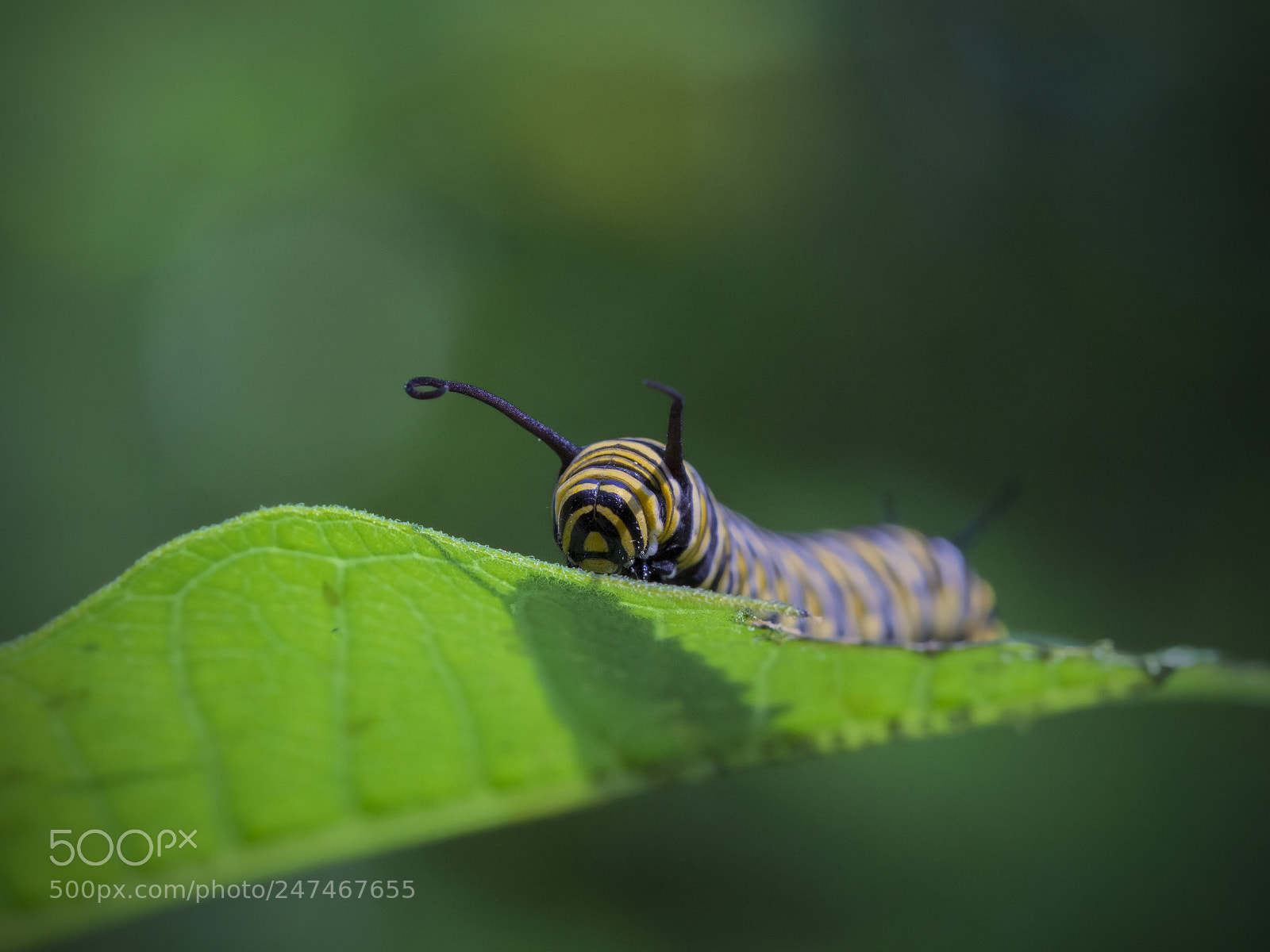 Canon EOS 60D sample photo. Monarch caterpillar photography