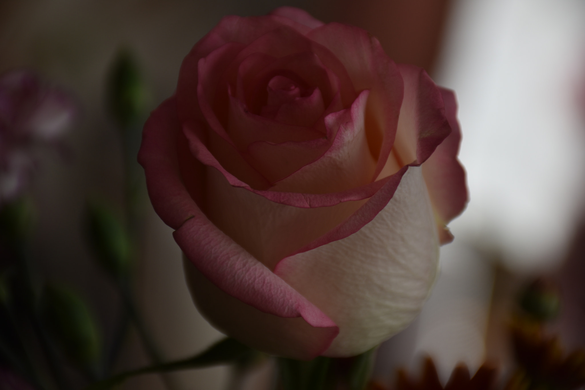 Nikon D3400 sample photo. Two color rose ... photography