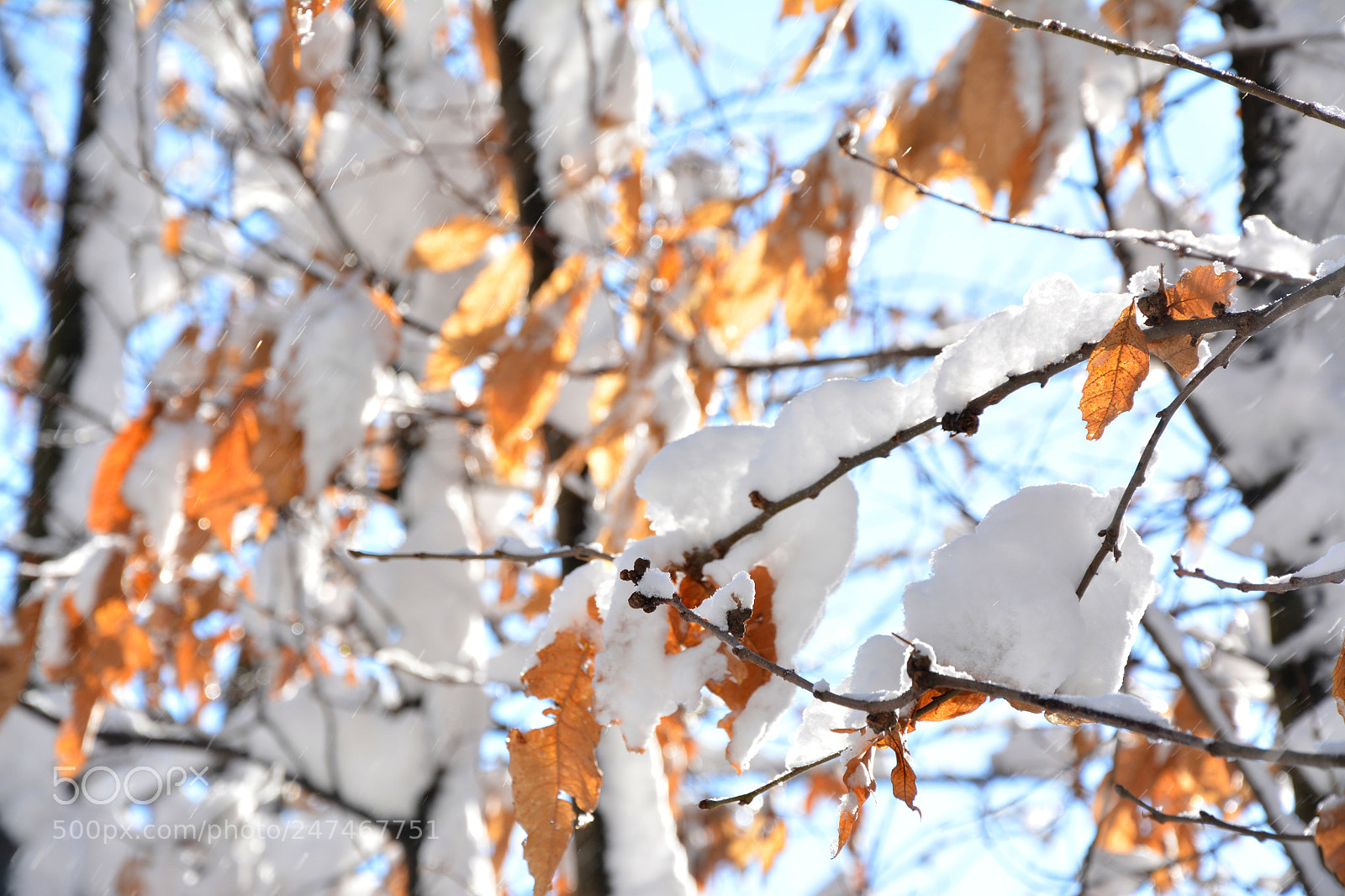 Nikon D7100 sample photo. Nature winter photography