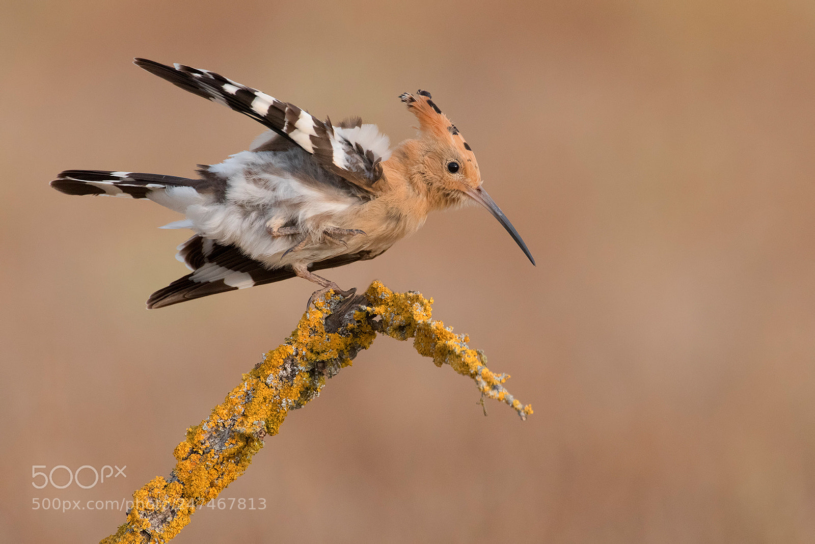 Nikon D810 sample photo. Hoopoe photography