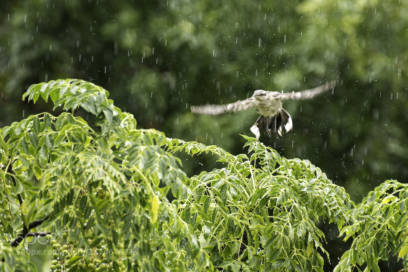 Nikon D7200 sample photo. Bajo la lluvia photography