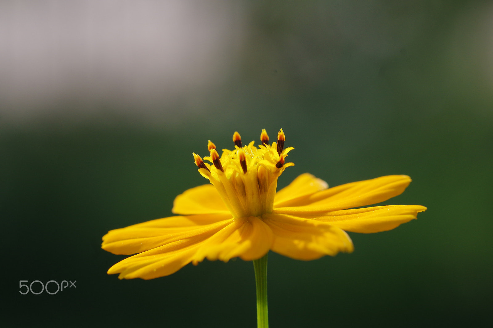 Pentax smc D-FA 100mm F2.8 Macro WR sample photo. Cosmos photography