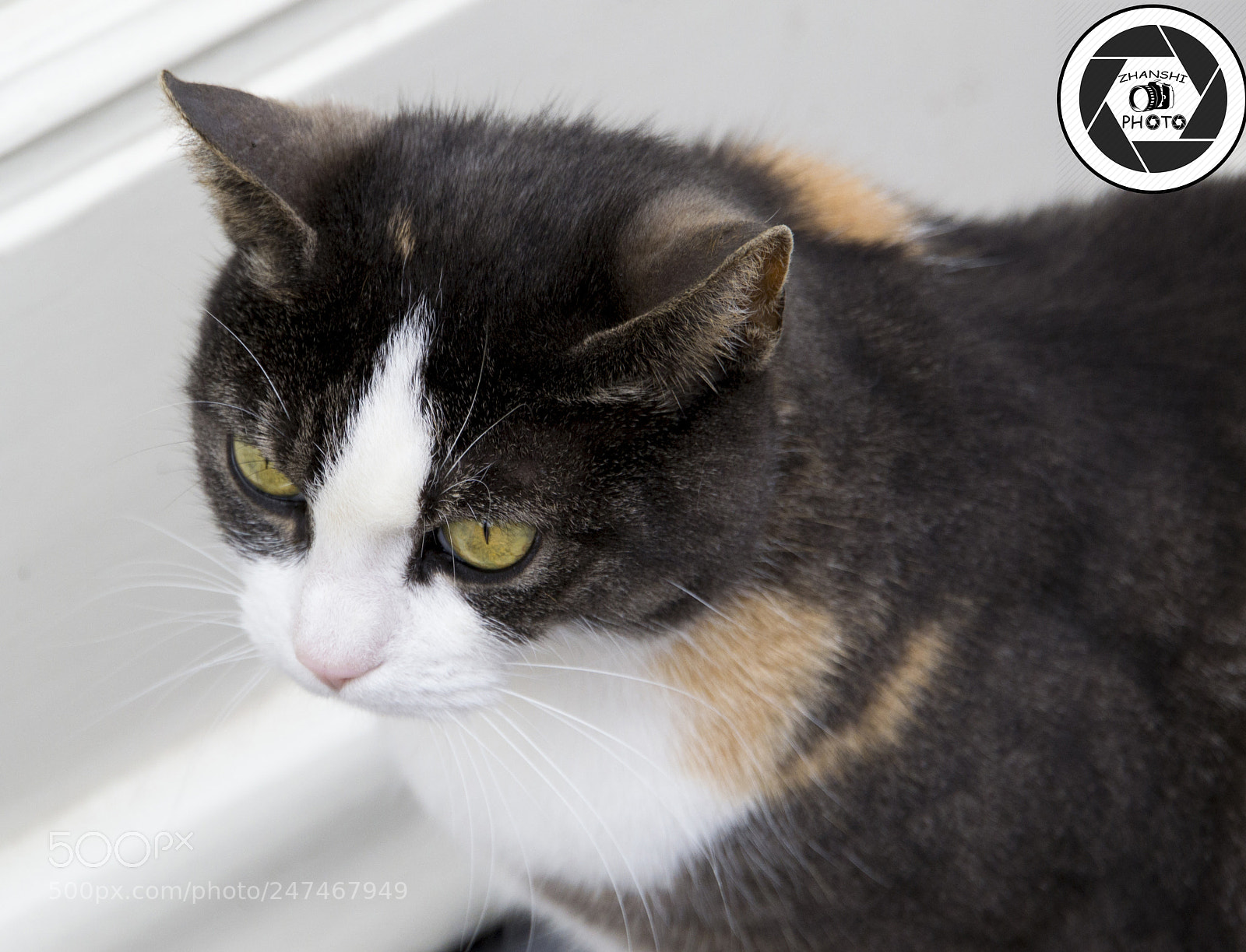 Nikon D3100 sample photo. Cat photography