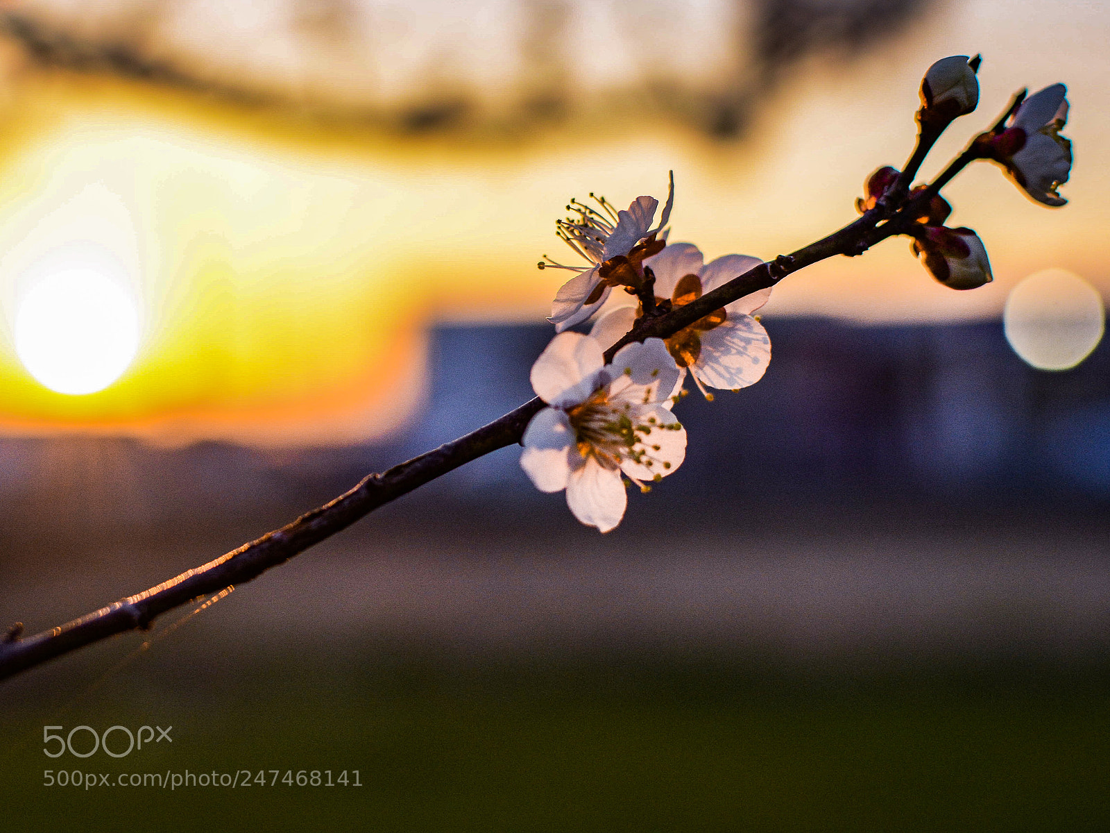 Nikon D5200 sample photo. Japanese apricot flowers of photography