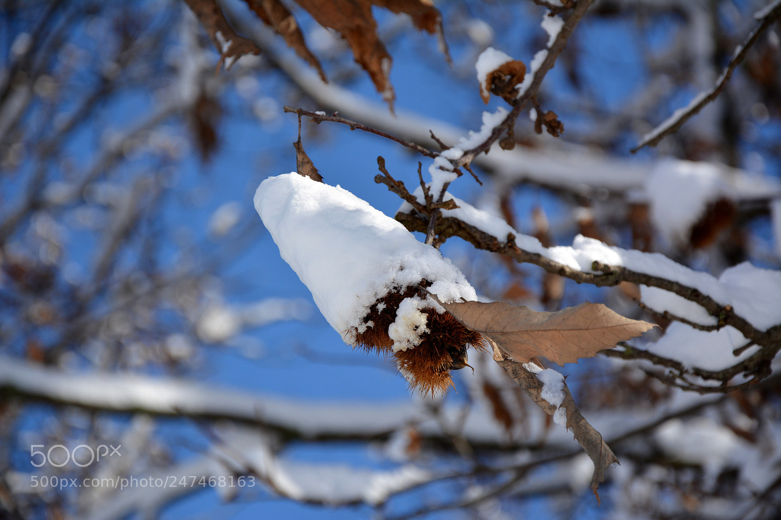 Nikon D7100 sample photo. Cap snow photography