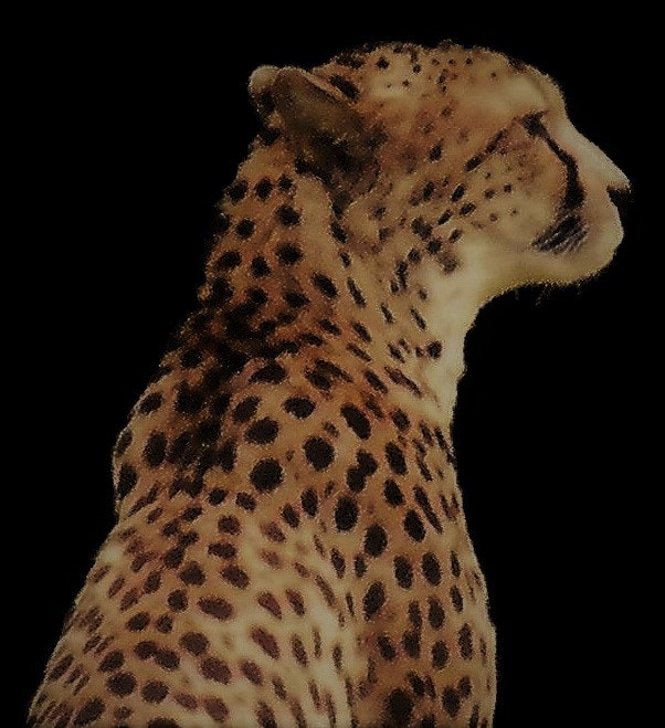 Fujifilm FinePix S8100fd sample photo. Cheetah art photography