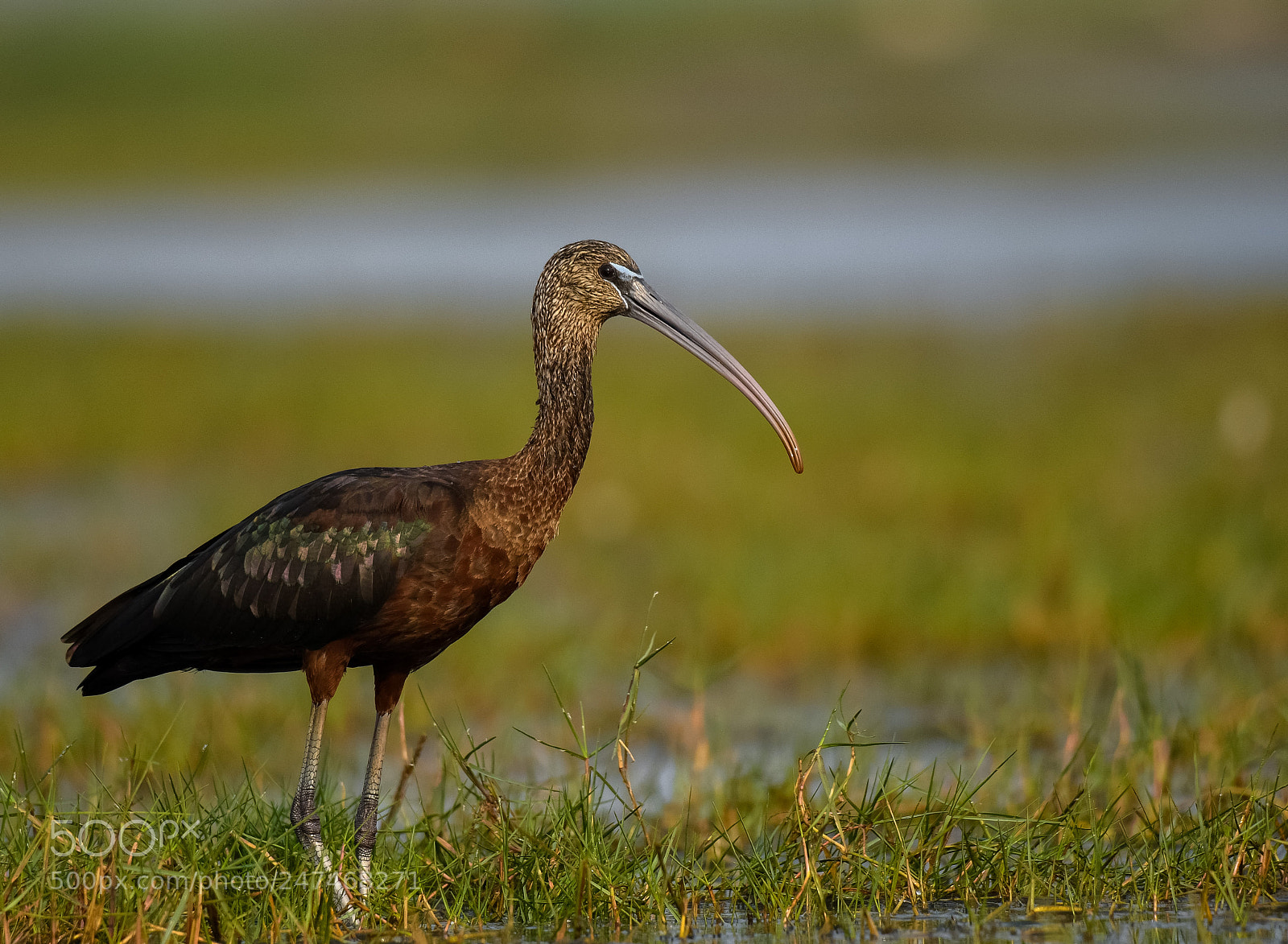 Nikon D500 sample photo. Glossy ibis photography