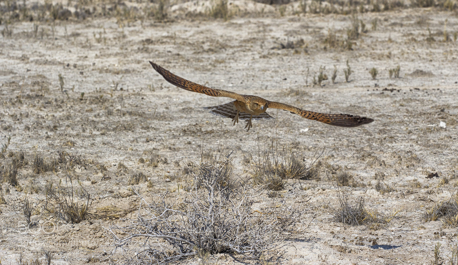 Canon EOS 60D sample photo. Fly photography