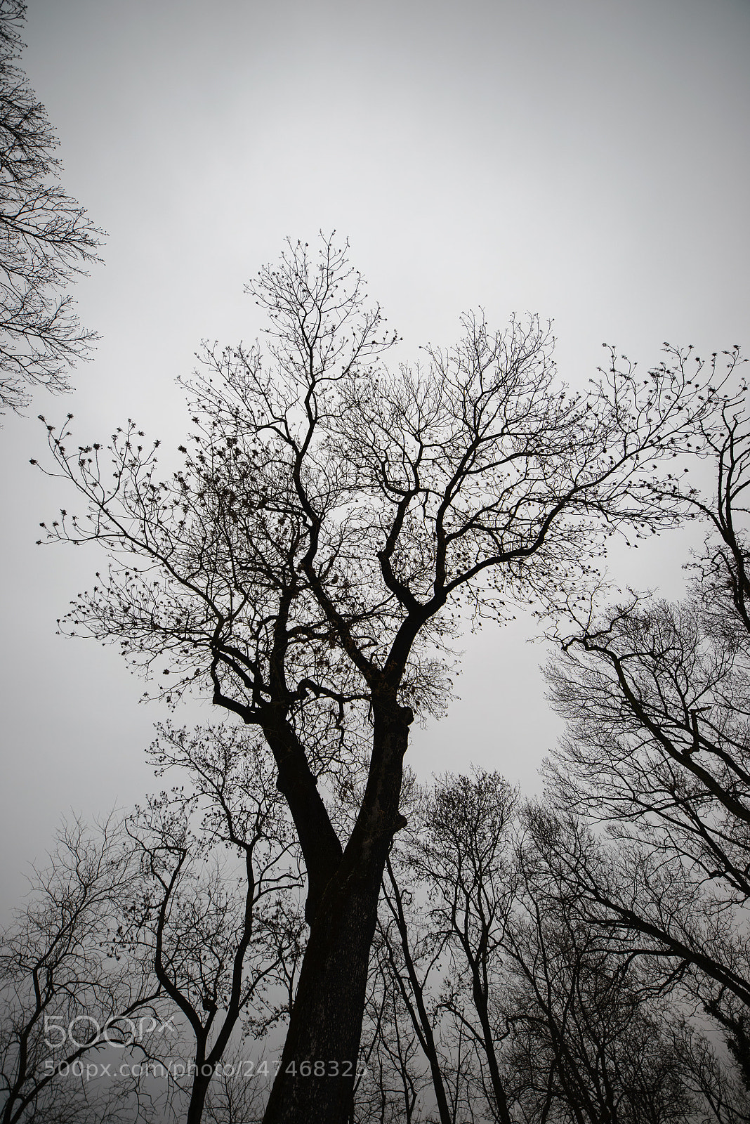 Nikon D610 sample photo. Bleak winter photography