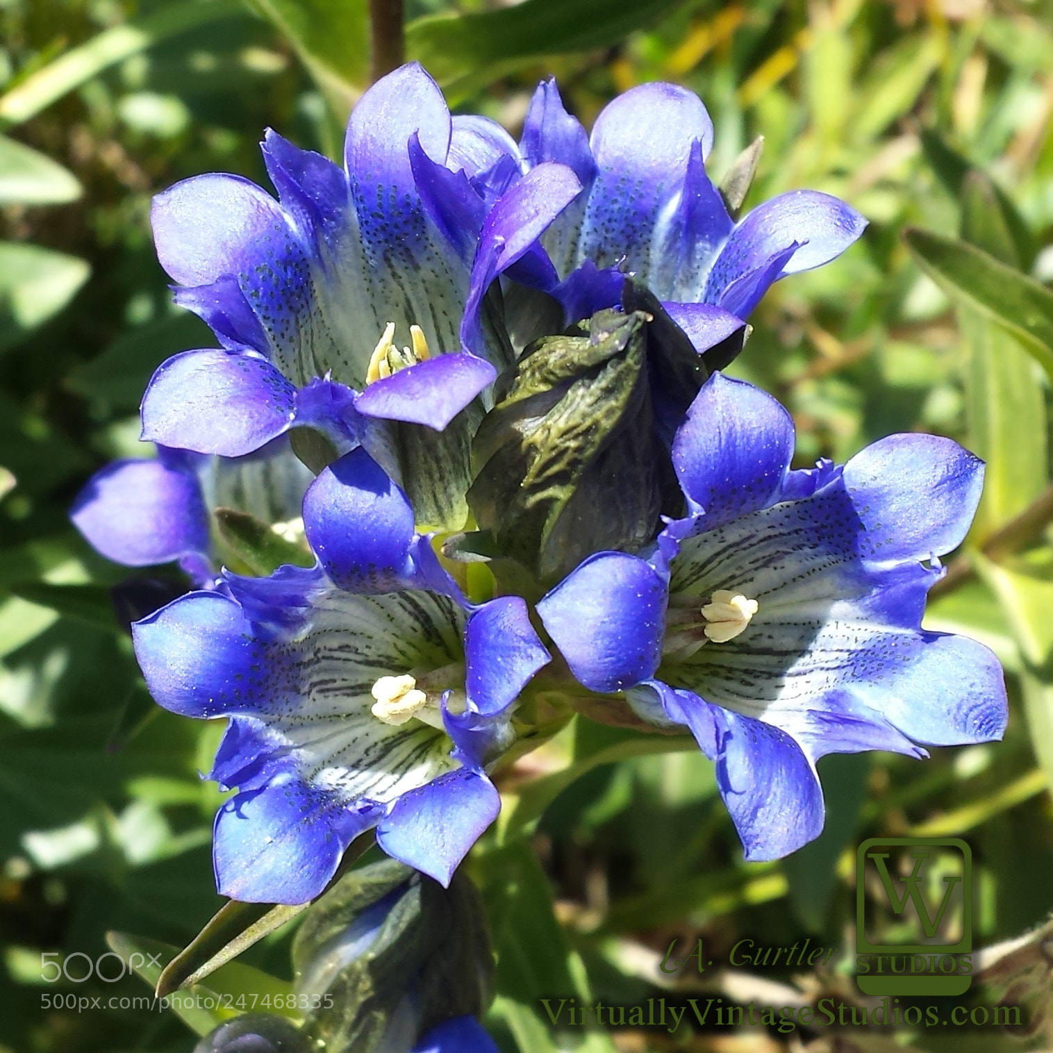 Samsung Galaxy S4 sample photo. Bottle gentian photography
