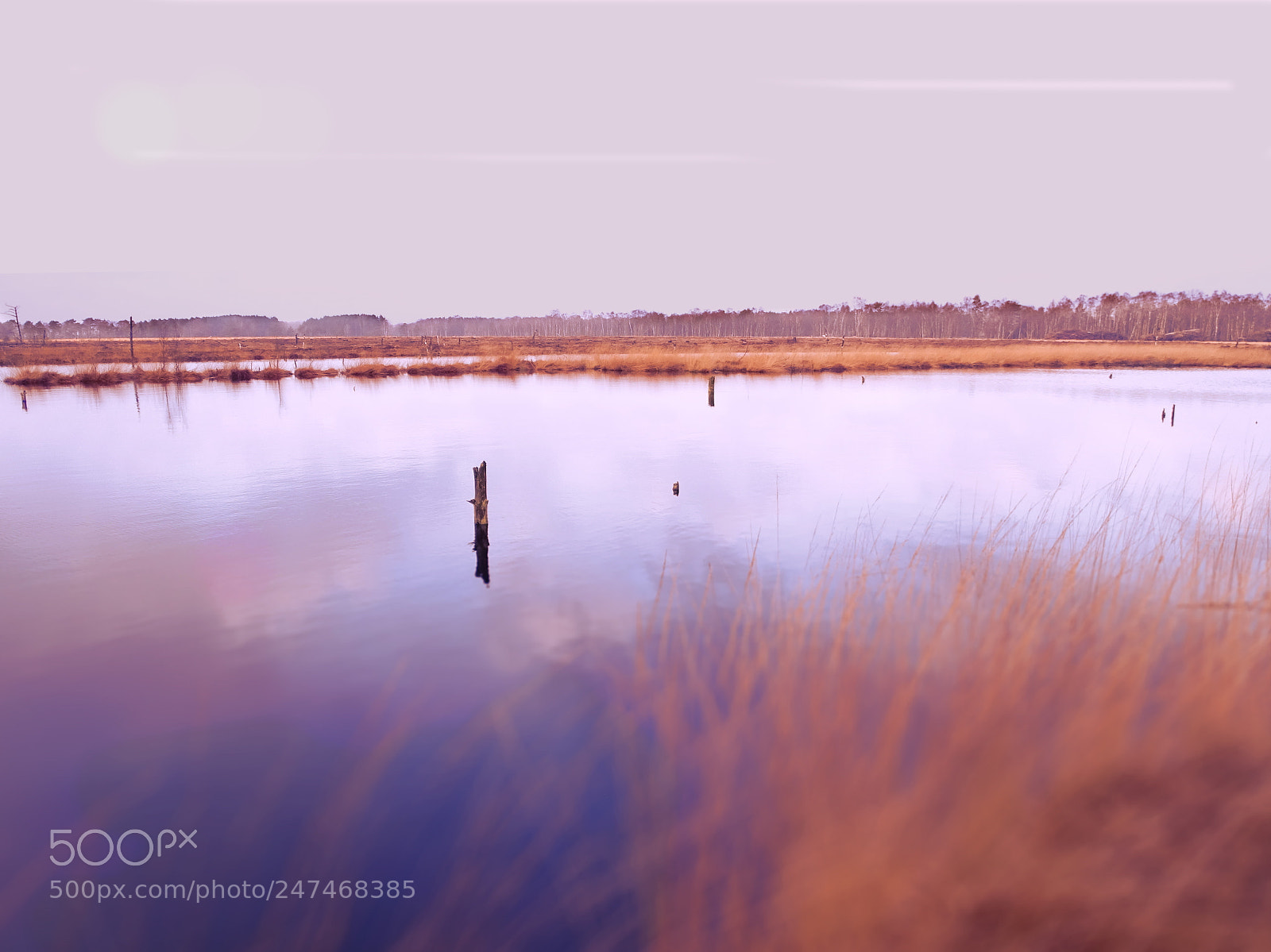 Sony Cyber-shot DSC-HX400V sample photo. Morgens im moor photography