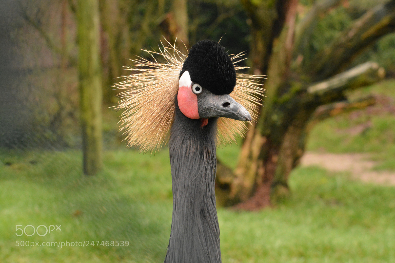 Nikon D5200 sample photo. Bad hairday photography