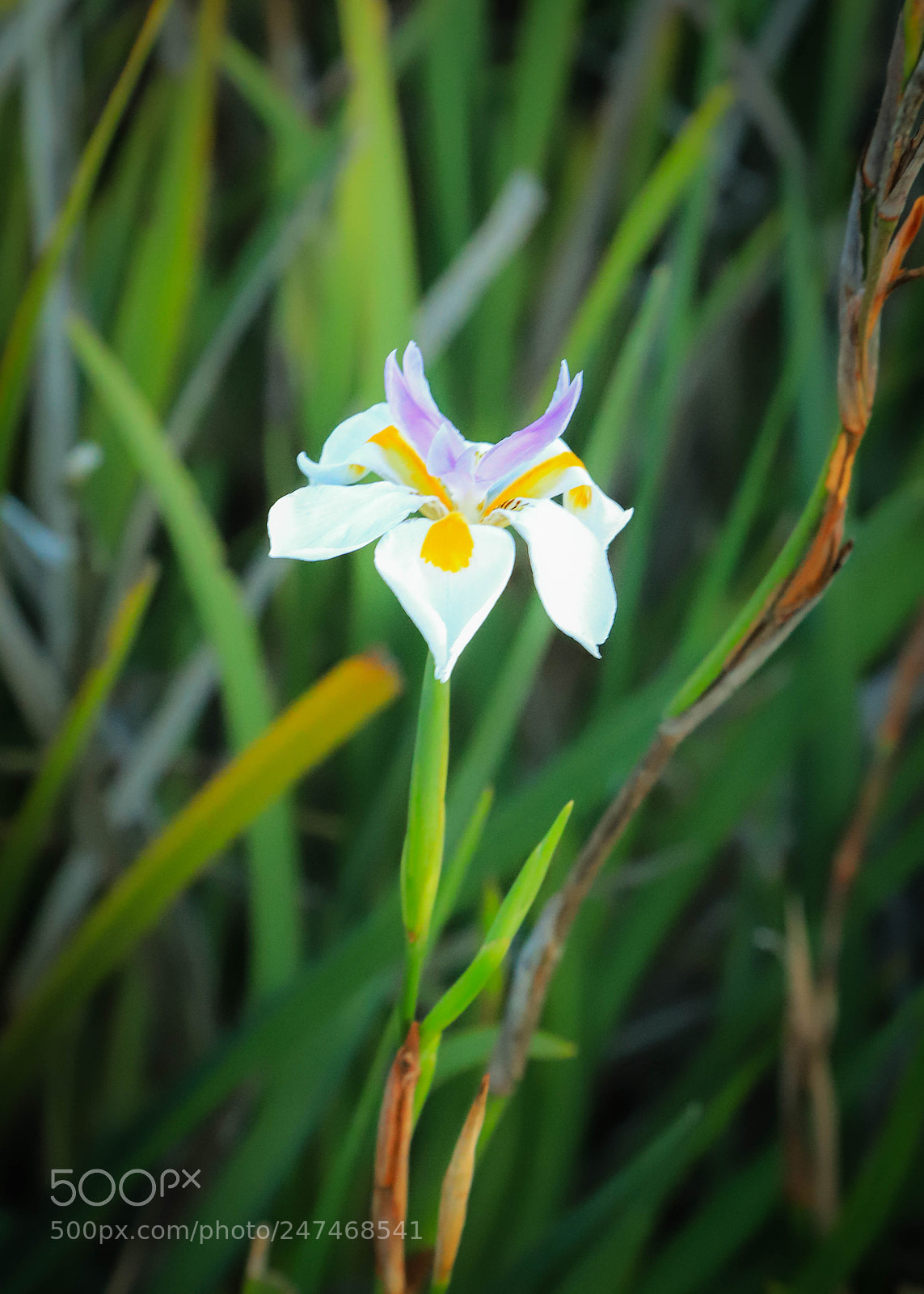 Canon EOS 6D Mark II sample photo. Mariposa photography