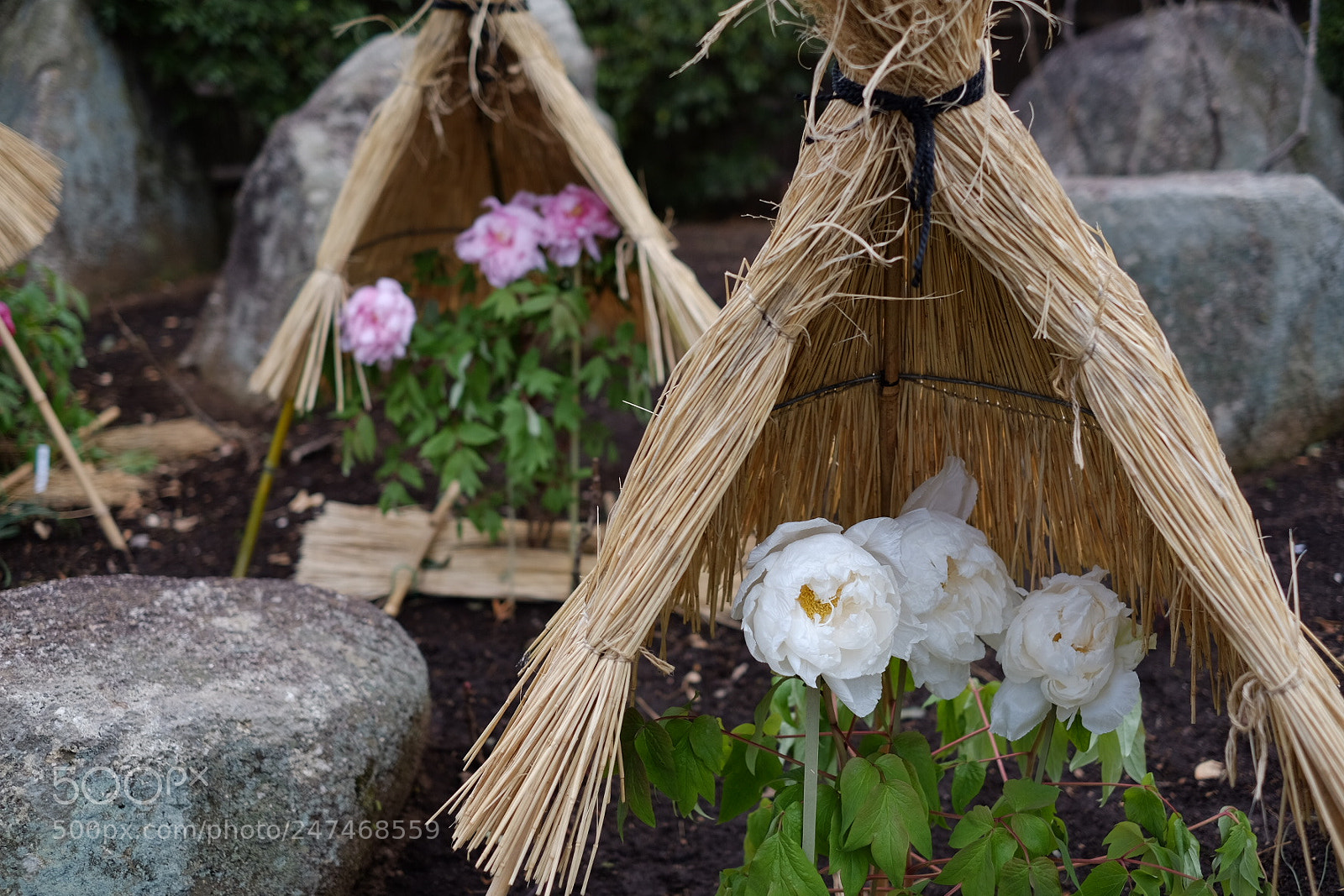 Fujifilm X-T1 sample photo. Winter flowers in japan photography