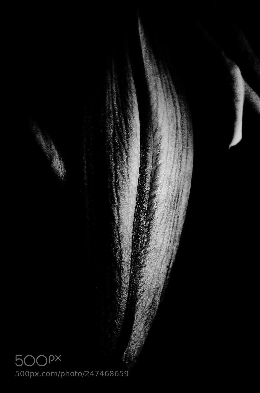 Ricoh GR II sample photo. Untitled photography