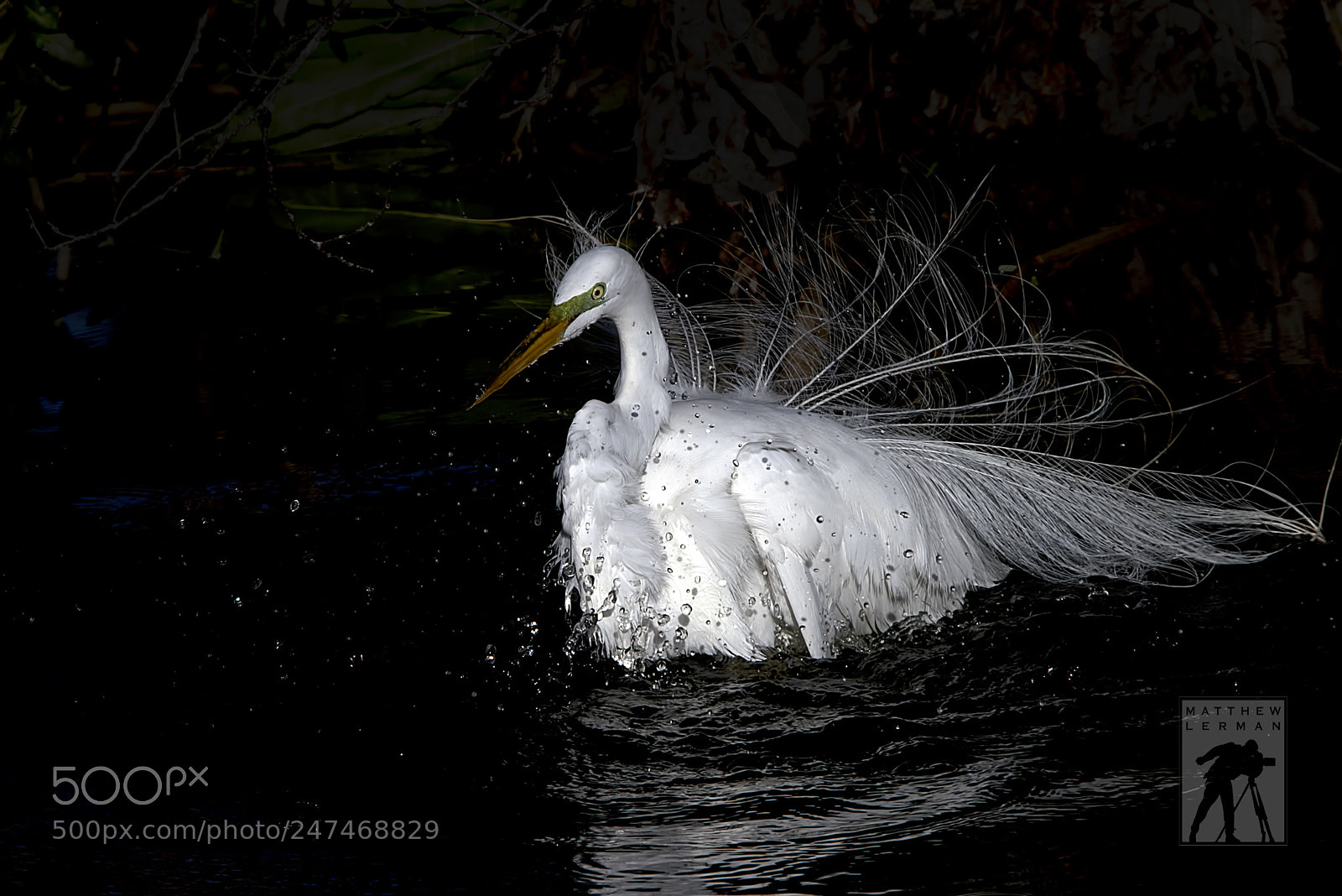 Nikon D810 sample photo. Bathing,   "the wet look" photography