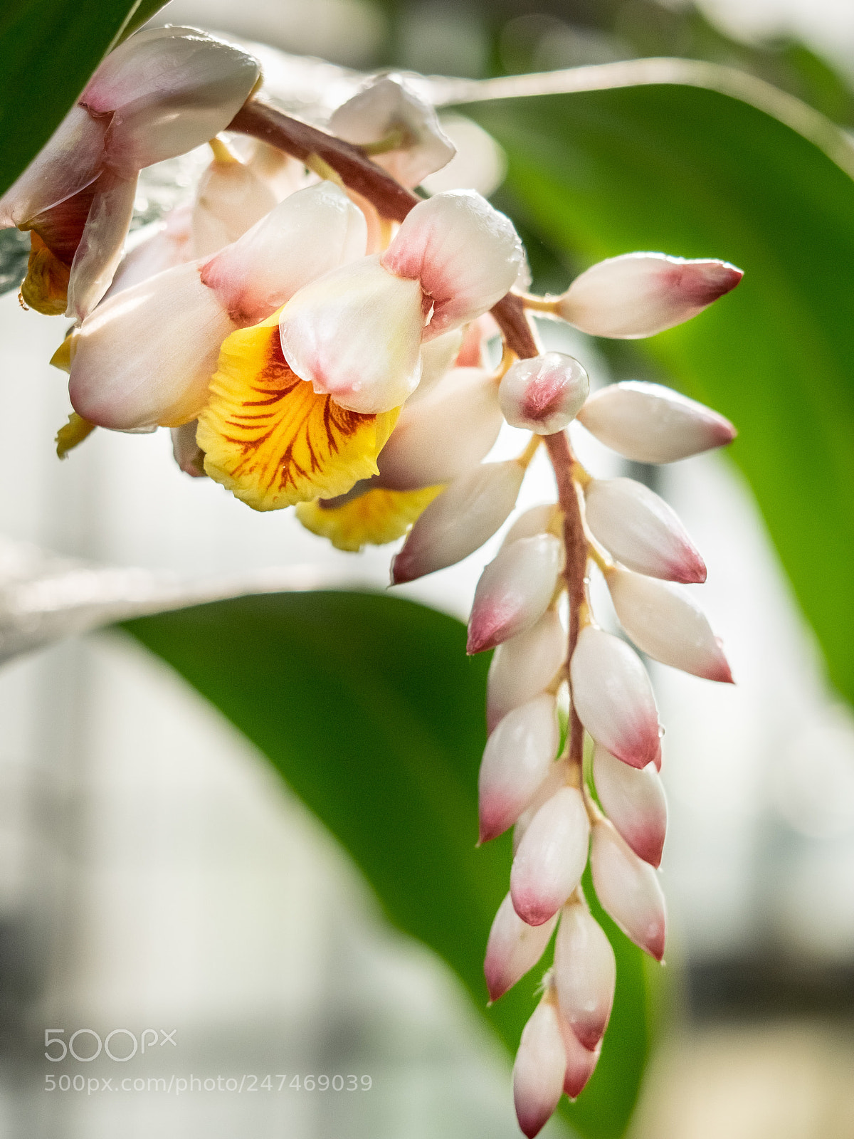 Olympus OM-D E-M1 sample photo. Galgant (alpinia officinarum) photography
