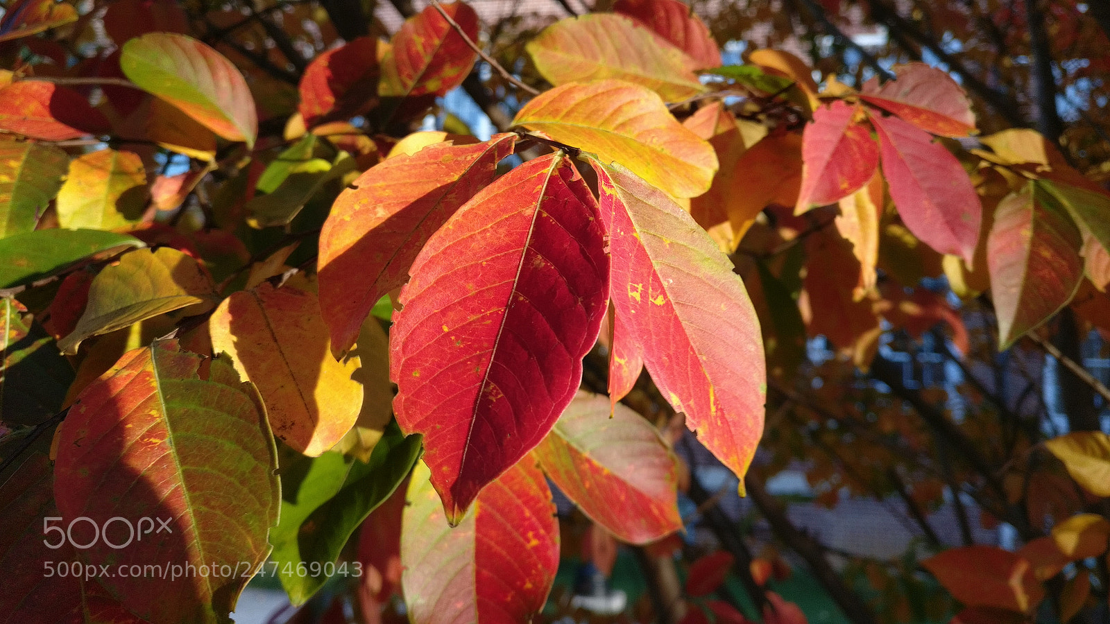 OnePlus A3000 sample photo. Changing colors photography
