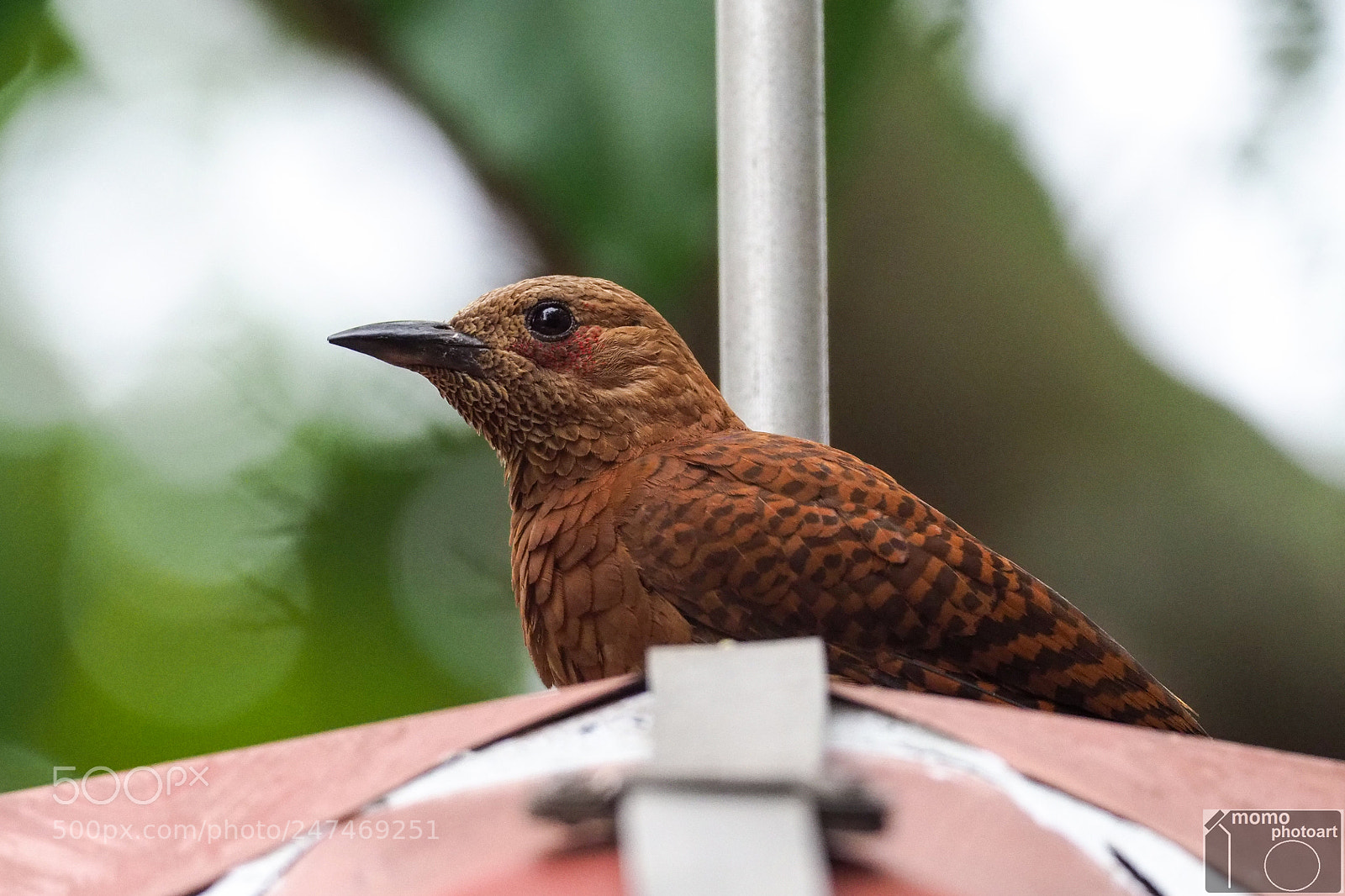 Olympus OM-D E-M1 Mark II sample photo. Woodpecker photography