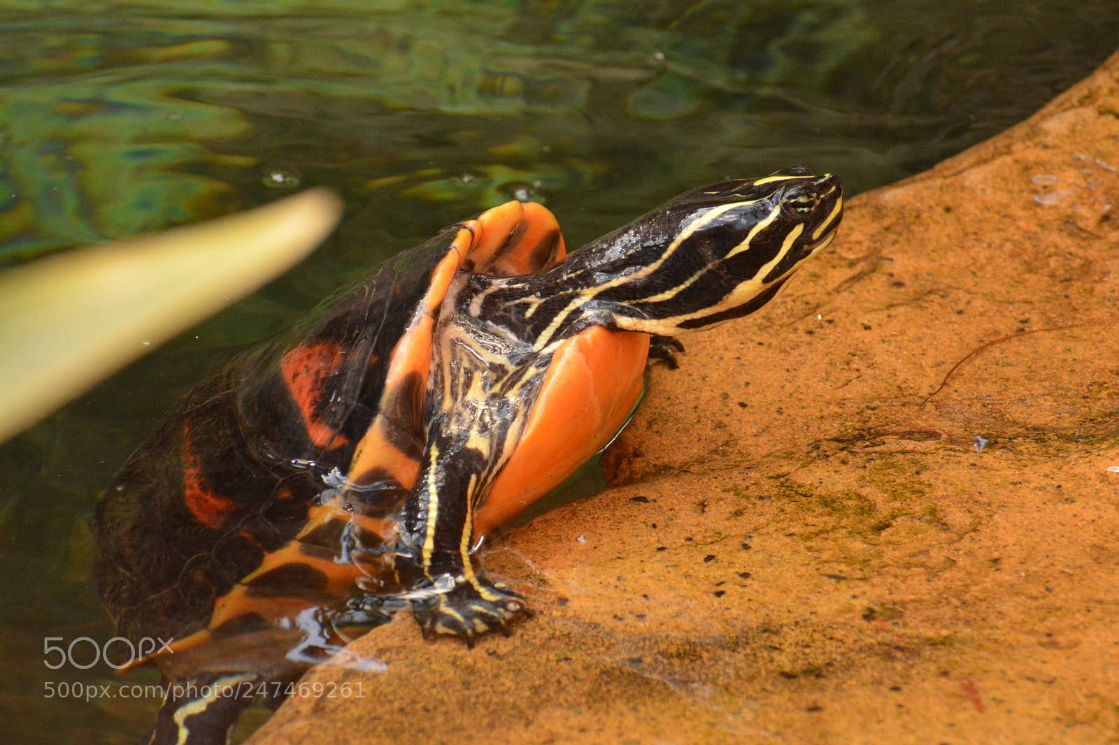 Nikon D5200 sample photo. Difficult to climb out photography