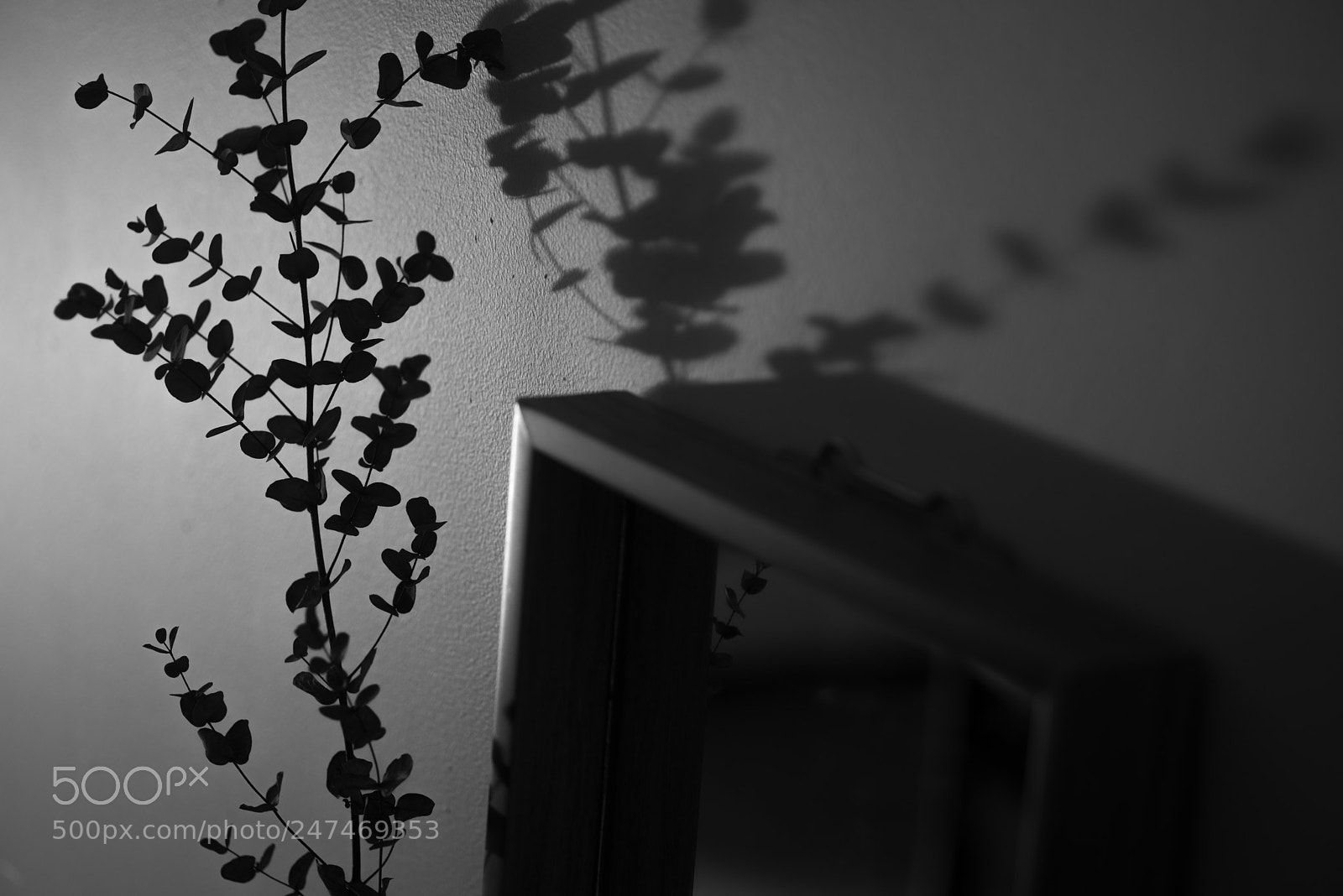 Pentax K-1 sample photo. Dead plant in the photography