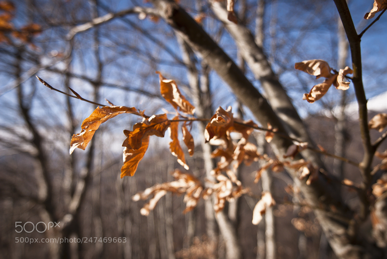 Nikon D80 sample photo. Waiting for spring photography