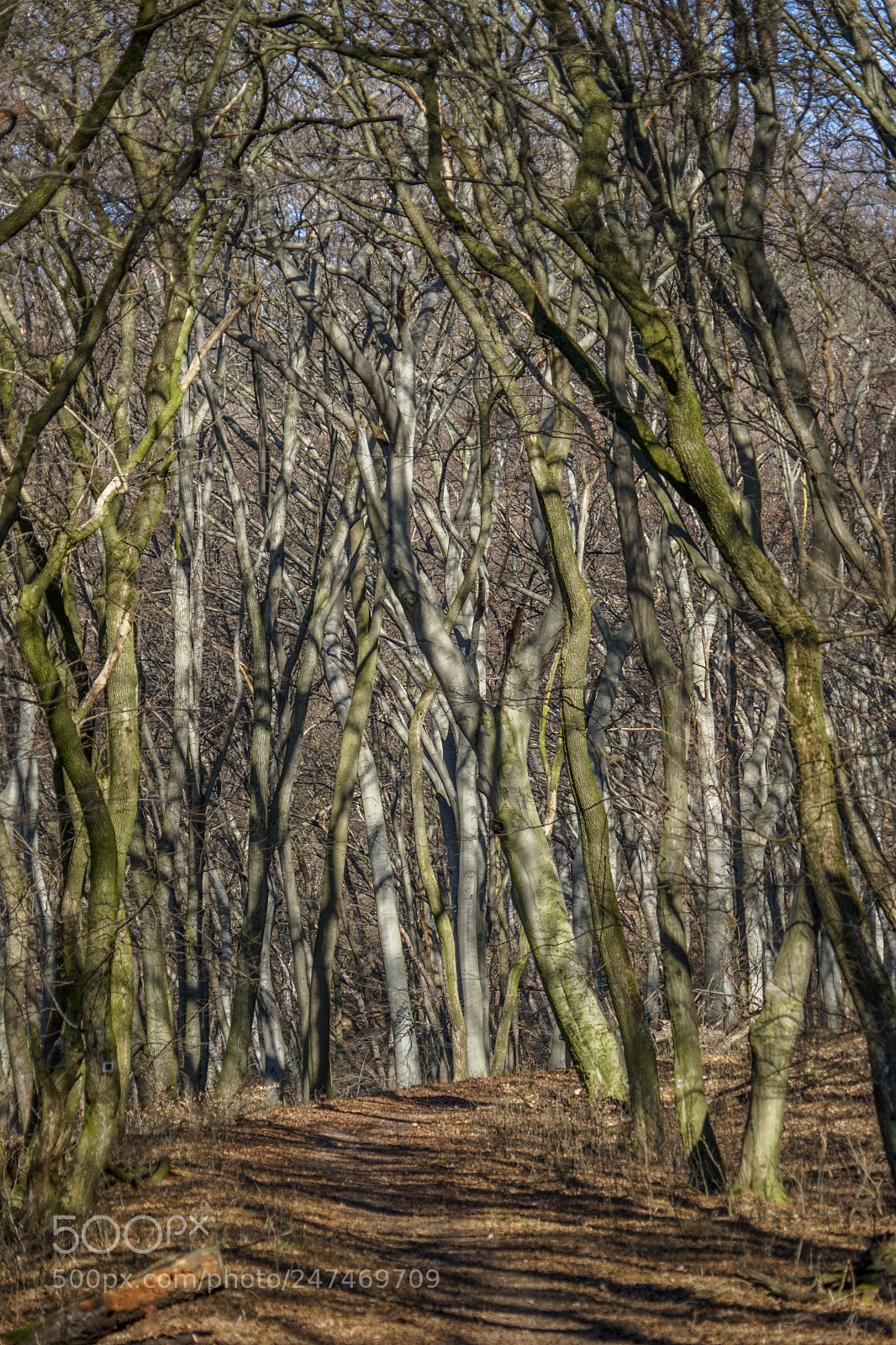 Sony a7 II sample photo. 39679452912.jpg photography