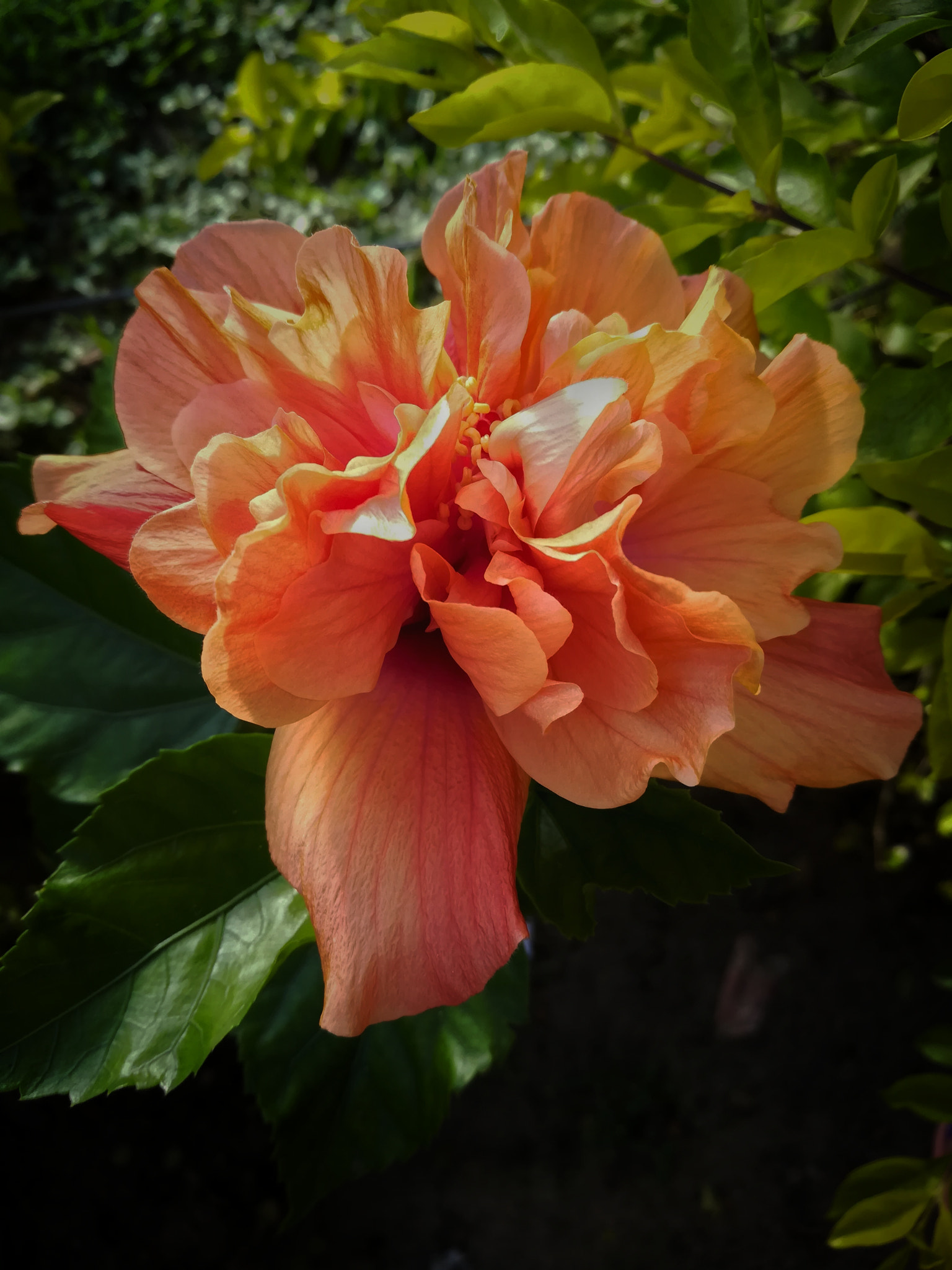 HUAWEI MATE 9 LITE sample photo. Pedro segundo photography