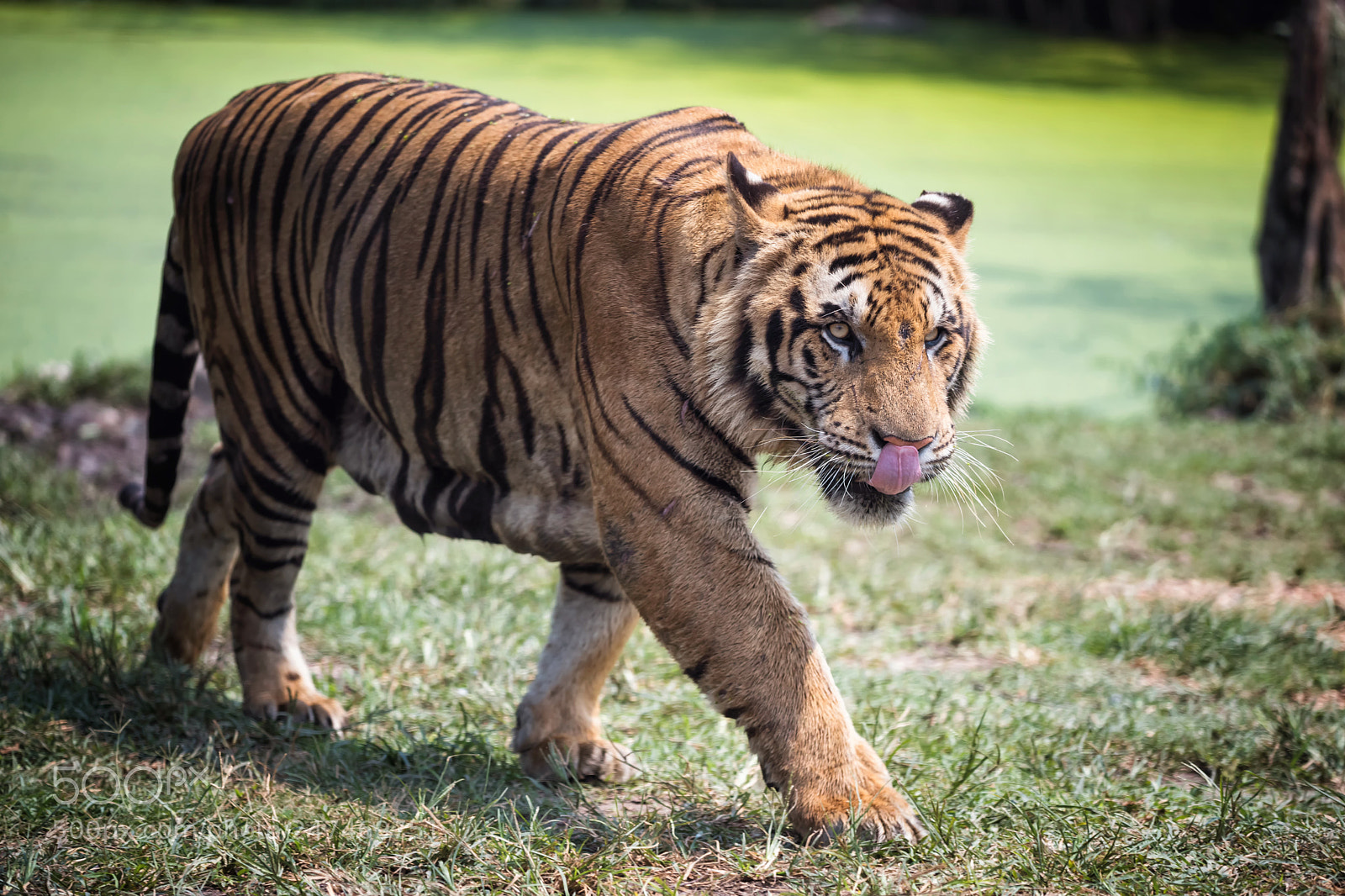 Nikon D810 sample photo. Dangerous royal bengal tiger photography