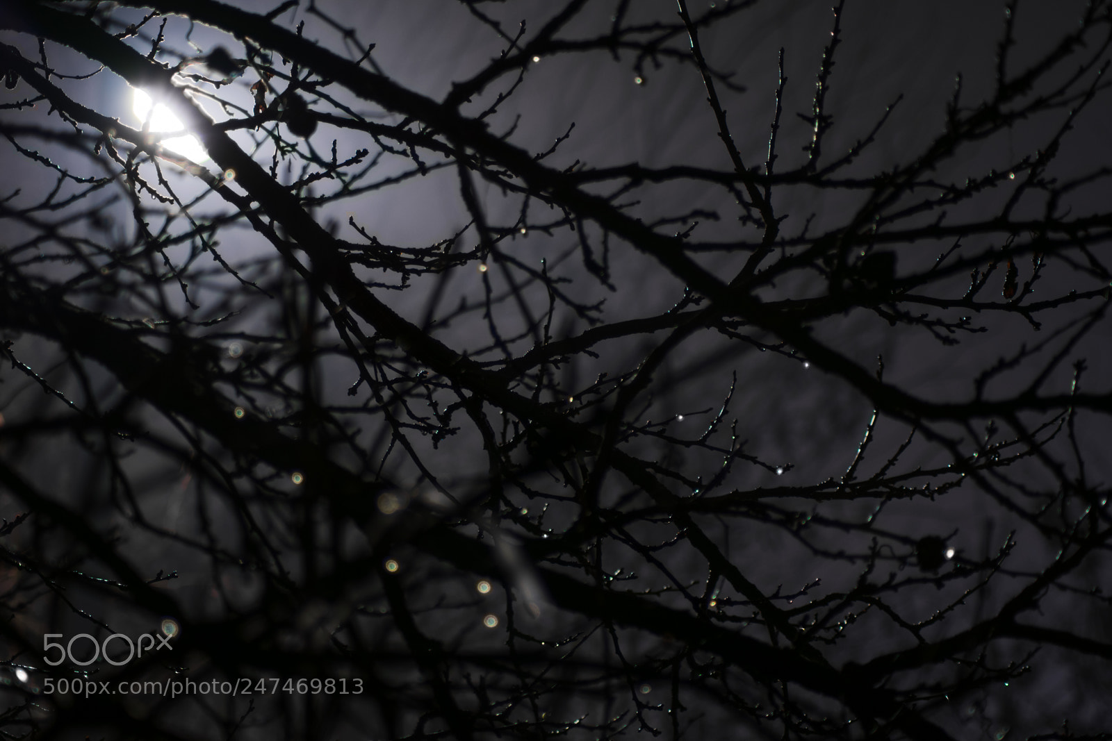 Nikon D3400 sample photo. Wet branches photography