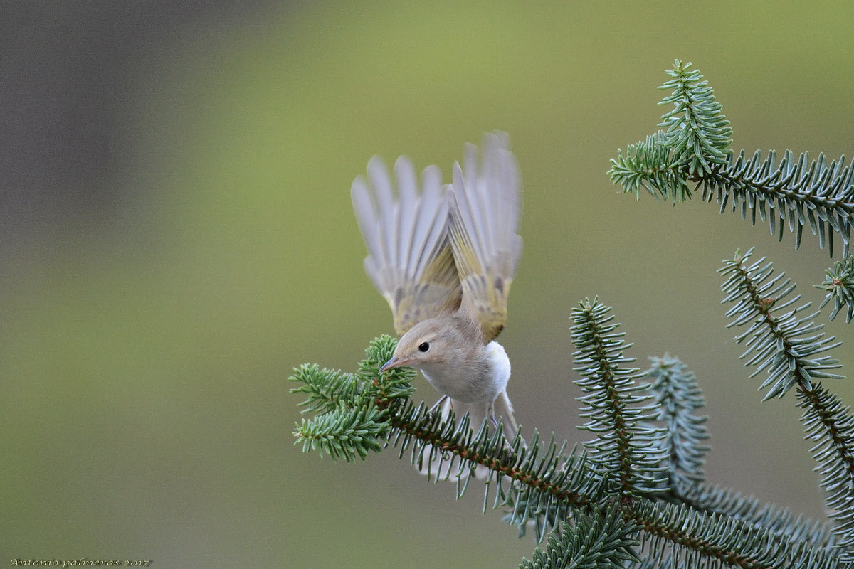 Sigma 150-600mm F5-6.3 DG OS HSM | S sample photo. Despegue photography