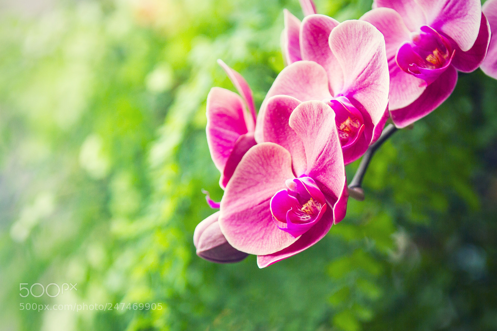 Canon EOS 7D sample photo. Dfg364 photography