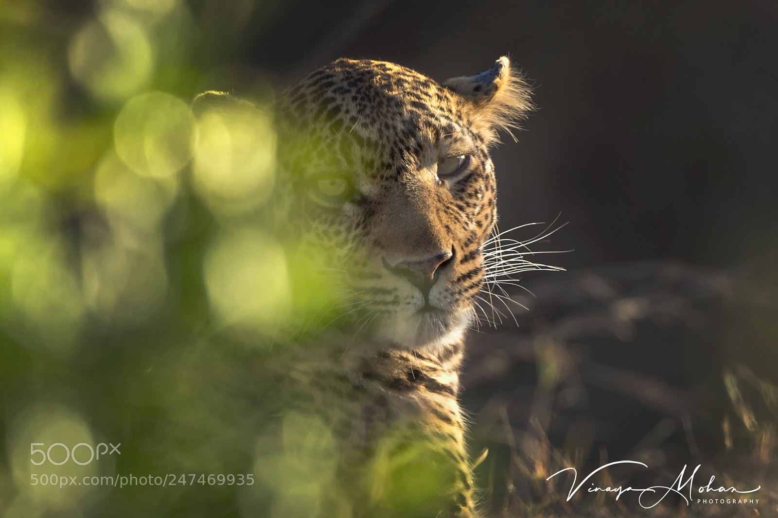 Nikon D4S sample photo. Leopard photography