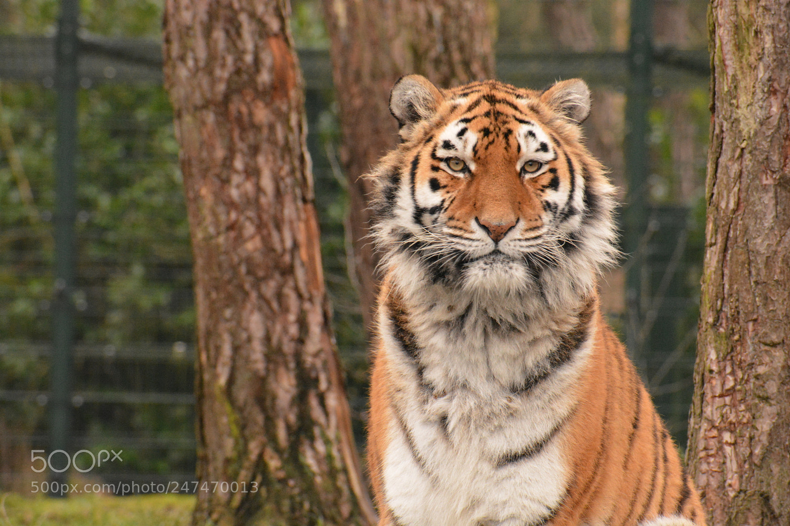 Nikon D5200 sample photo. Tiger near the trees photography