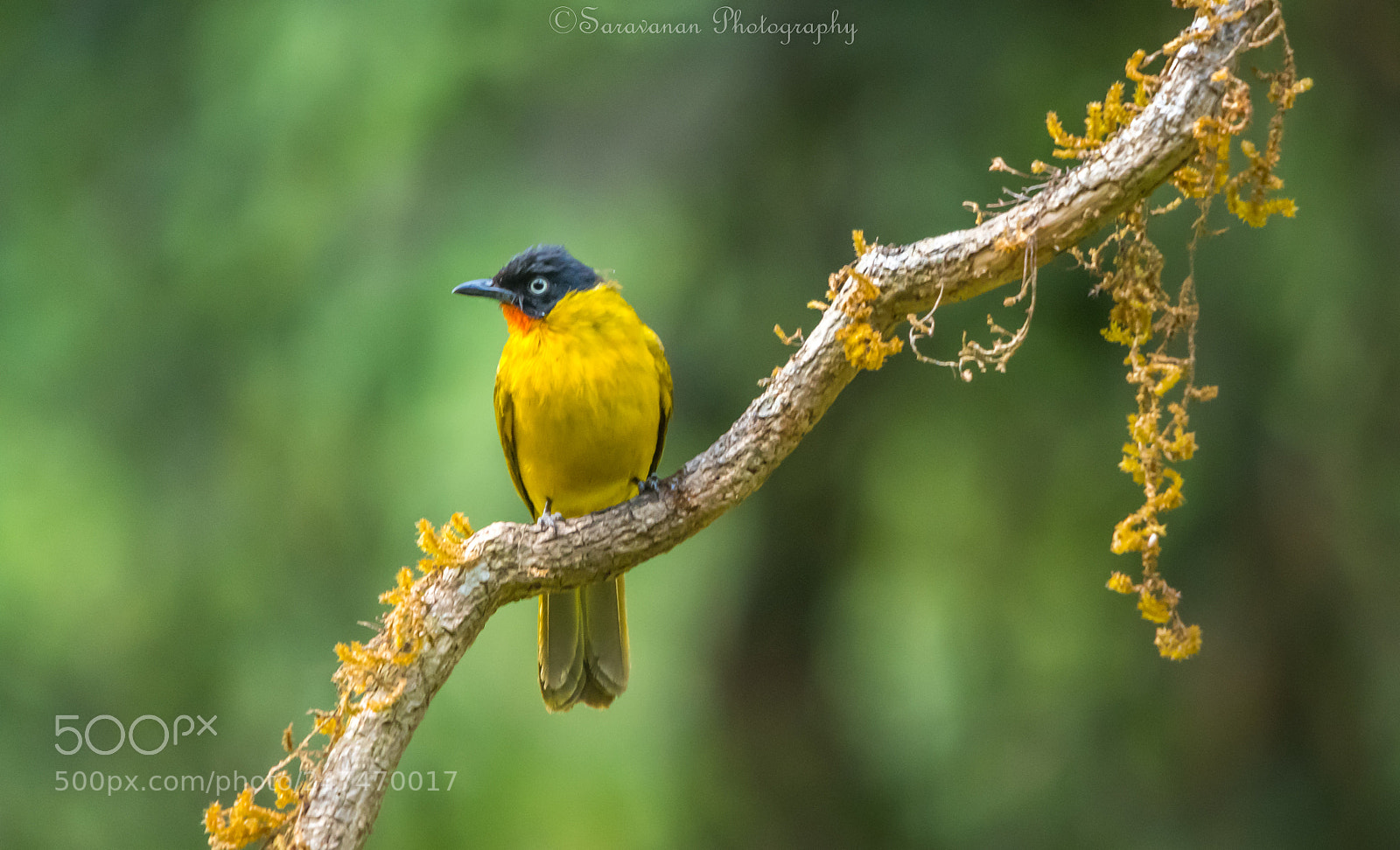 Nikon D500 sample photo. Yellow throated bulbul photography