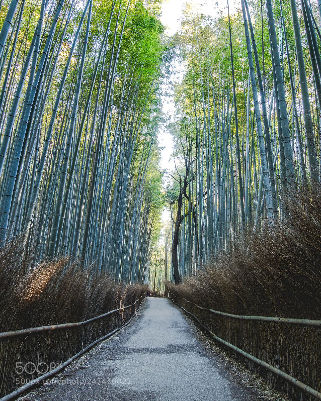 Canon EOS M5 sample photo. Arashiyama bamboo forest photography