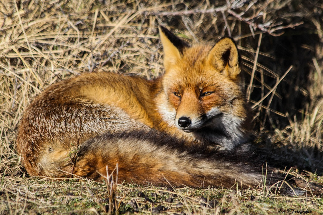 Canon EOS 1200D (EOS Rebel T5 / EOS Kiss X70 / EOS Hi) sample photo. Fox photography