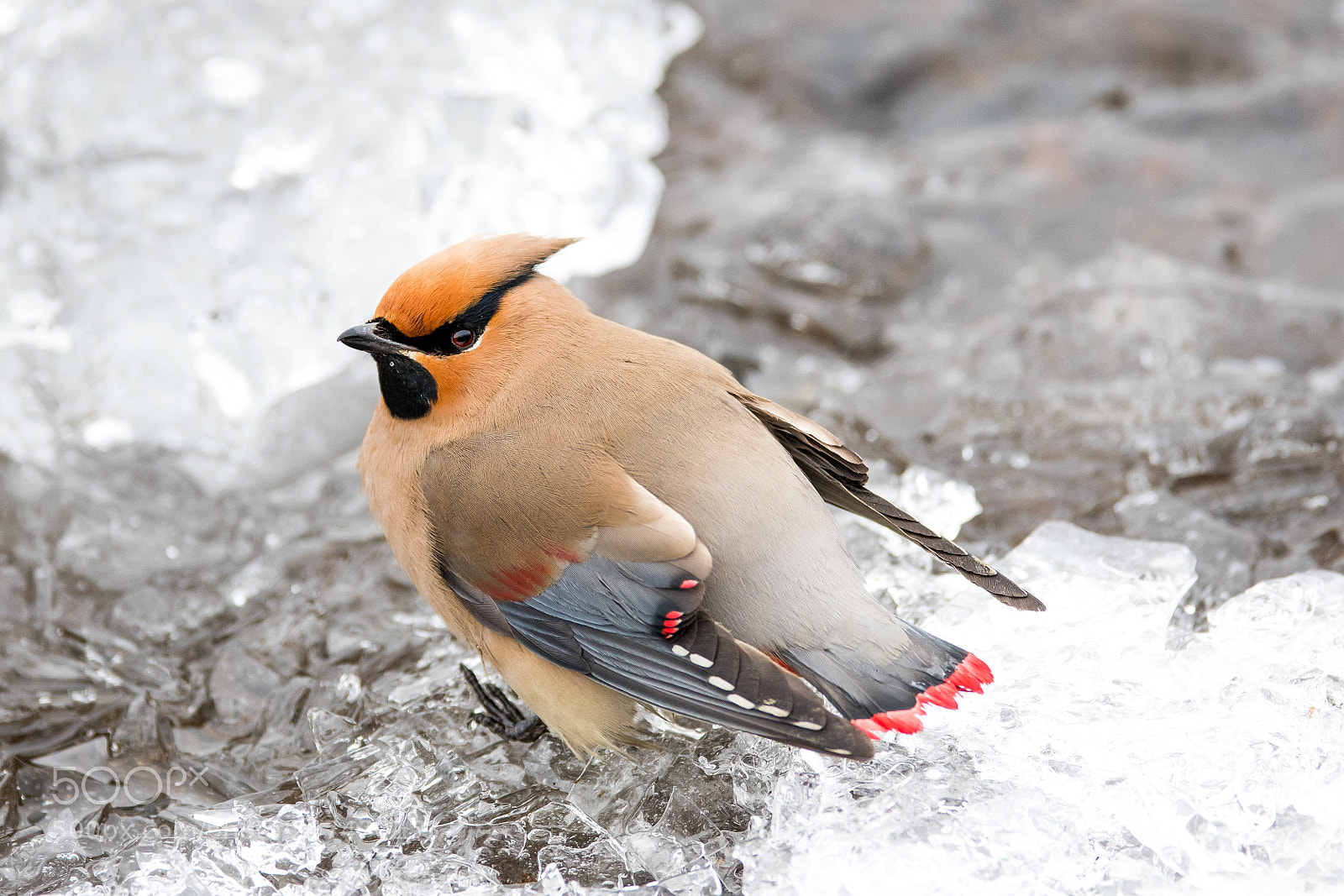Nikon D500 sample photo. Japanese waxwing photography