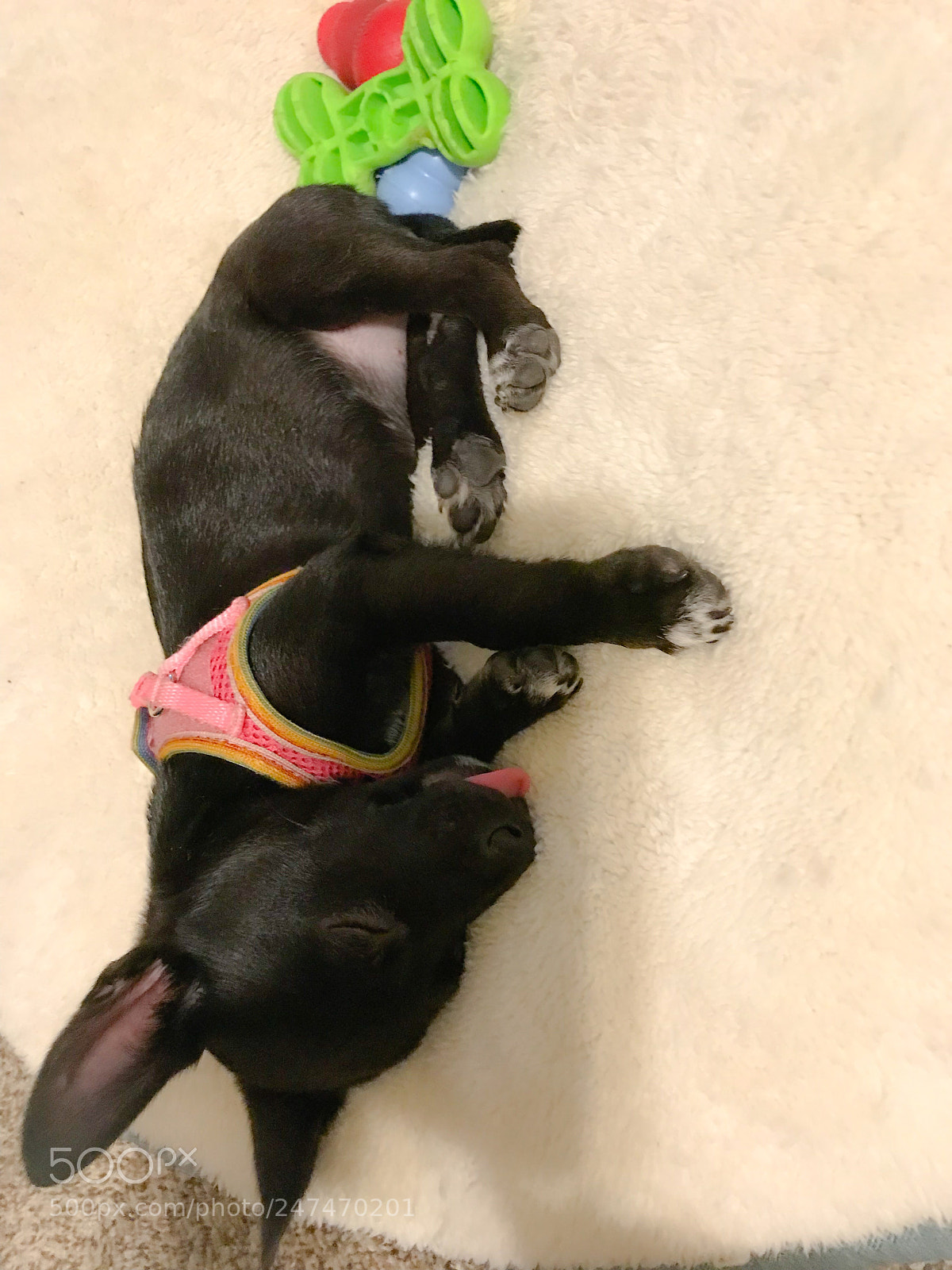 Apple iPhone 7 Plus sample photo. Exhausted puppy with toys photography