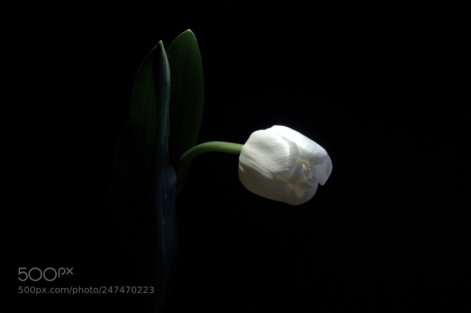Sony SLT-A58 sample photo. Tulip photography