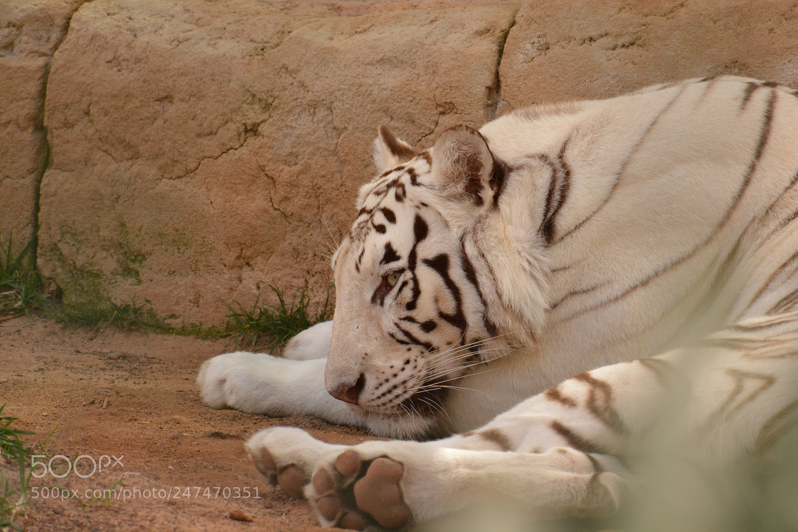 Nikon D5200 sample photo. White tiger photography