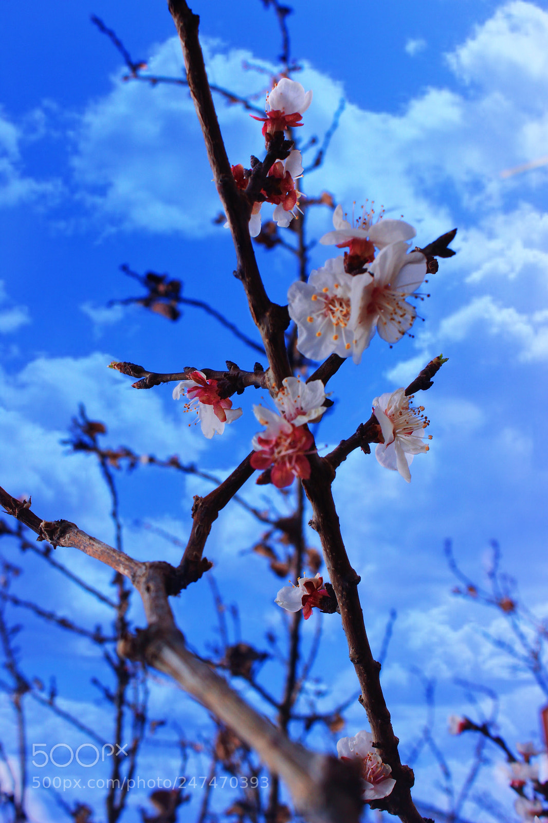 Canon EOS 600D (Rebel EOS T3i / EOS Kiss X5) sample photo. Flowers is so beautiful. photography