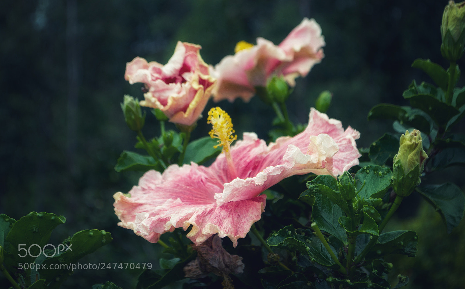 Nikon D5100 sample photo. Golgota flower photography