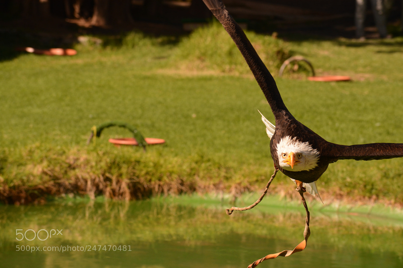 Nikon D5200 sample photo. American fish eagle photography