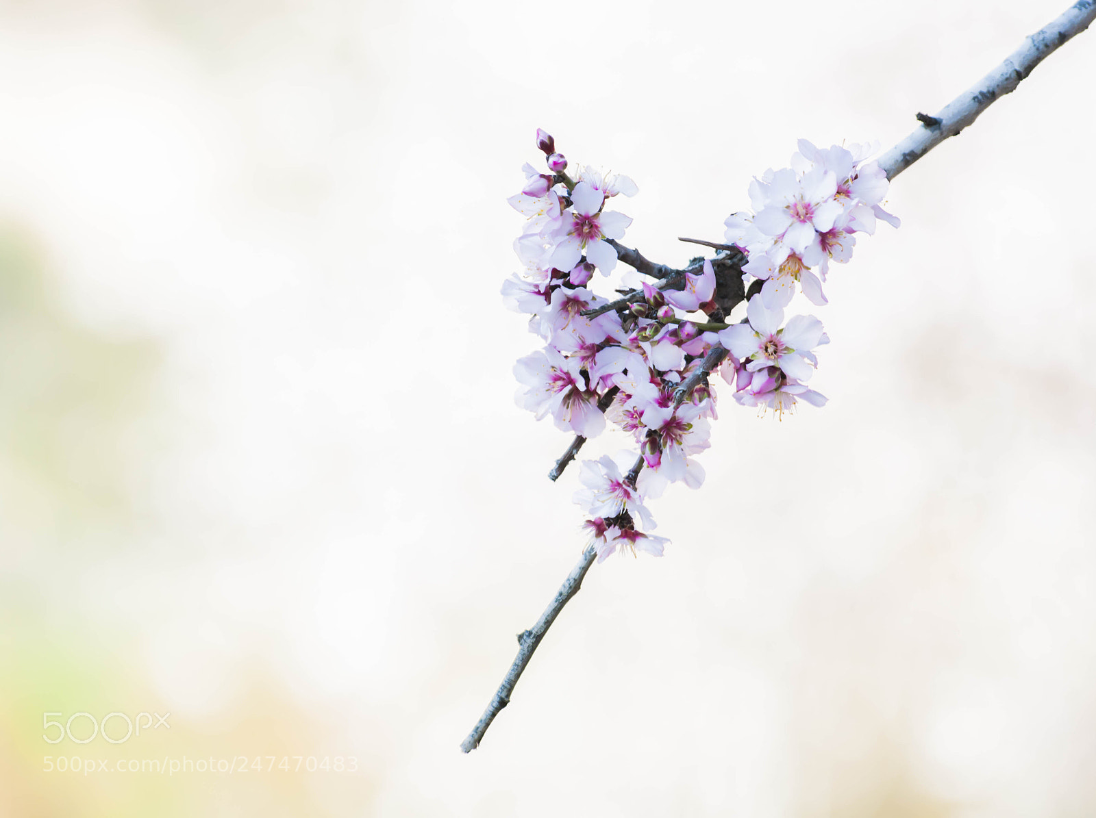 Pentax K20D sample photo. Ajdign'k allouz photography
