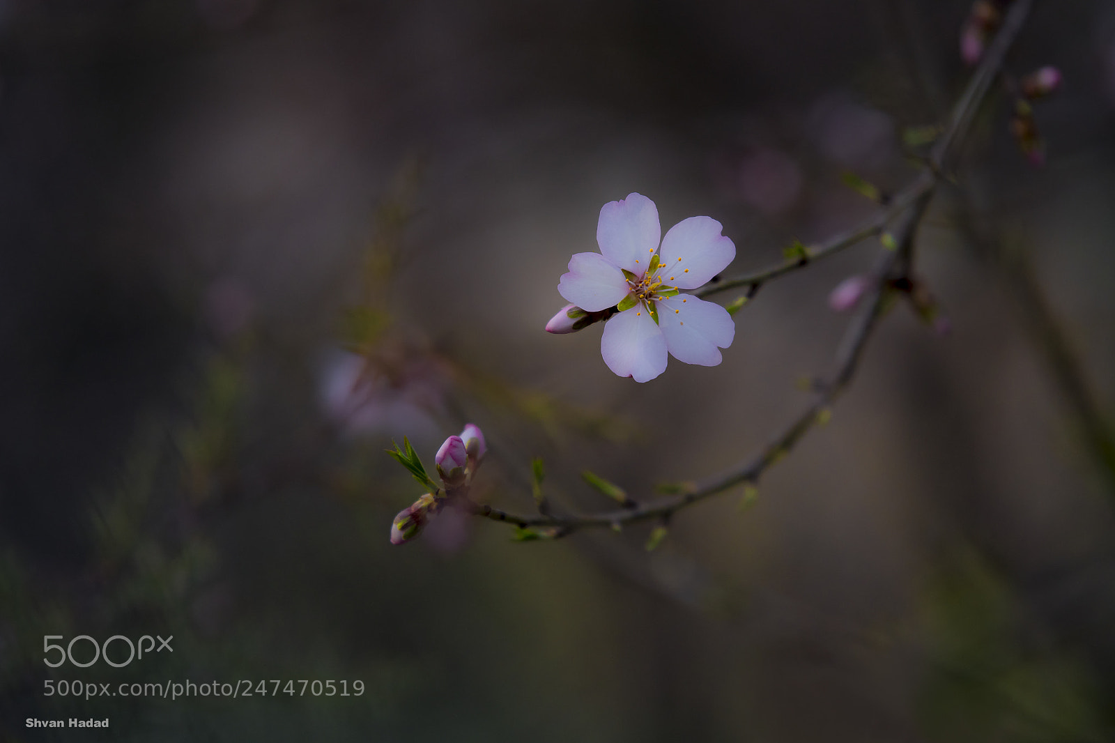 Nikon D500 sample photo. Untitled photography