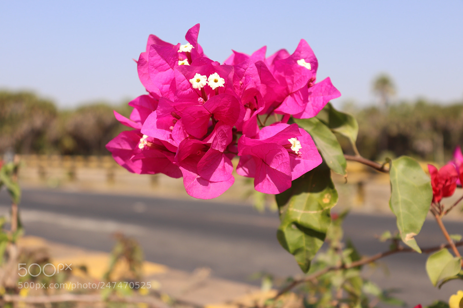 Canon EOS 200D (EOS Rebel SL2 / EOS Kiss X9) sample photo. Pink flower photography