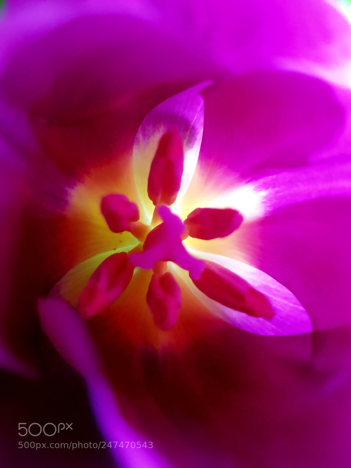 Samsung Galaxy S8 sample photo. Pink tulip photography