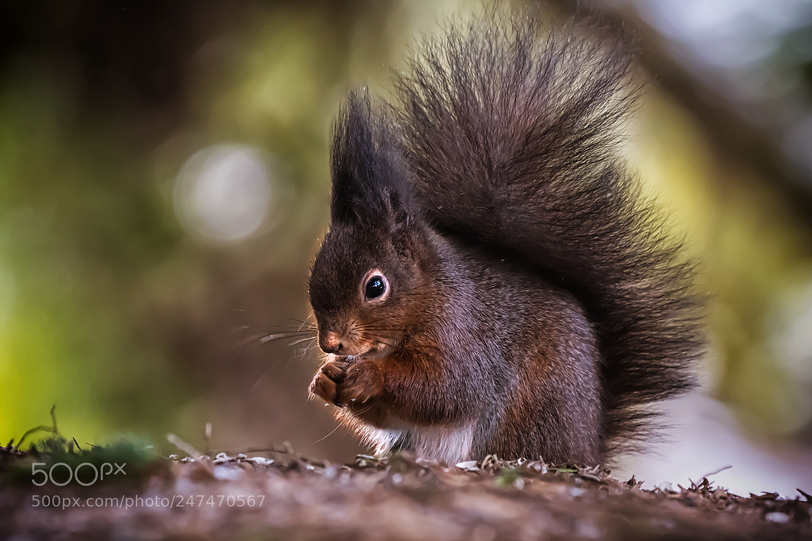 Nikon D500 sample photo. Always hungry squirrel... photography