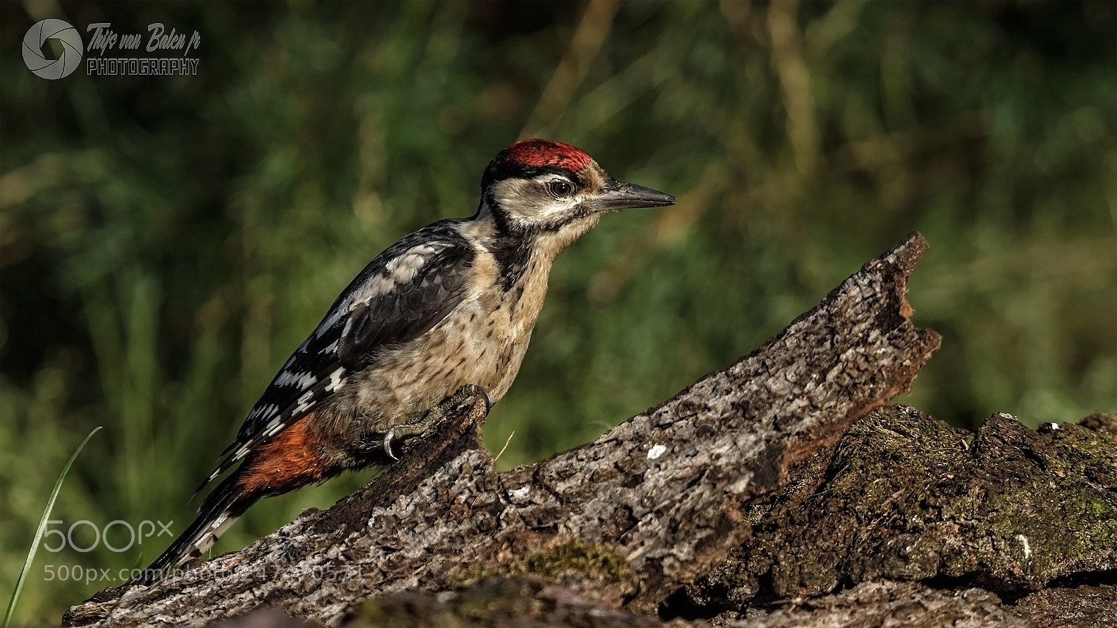 Canon EOS-1D Mark IV sample photo. Great spotted woodpecker (juv) photography